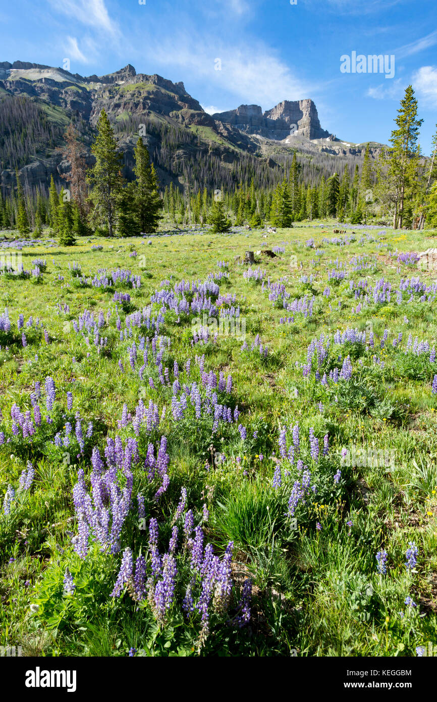 Montagnes absaroka de fleurs de fleurs sauvages dans la forêt nationale de Shoshone de Wyoming Banque D'Images