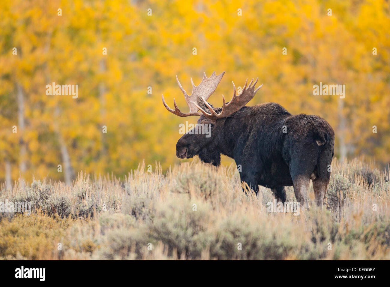 Shira's bull moose en automne Banque D'Images