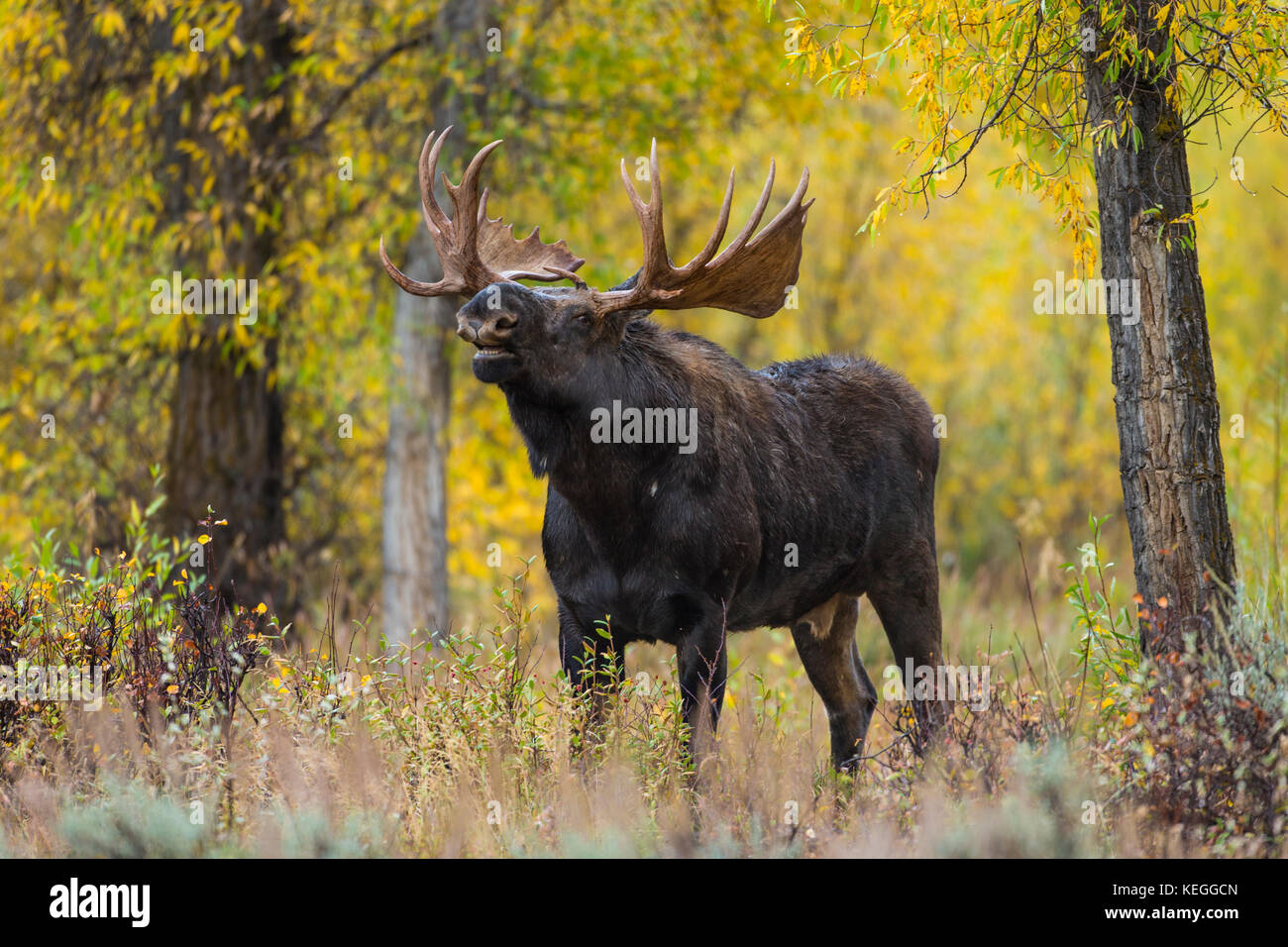 Trophy bull moose au cours de l'automne ornière dans wyoming Banque D'Images