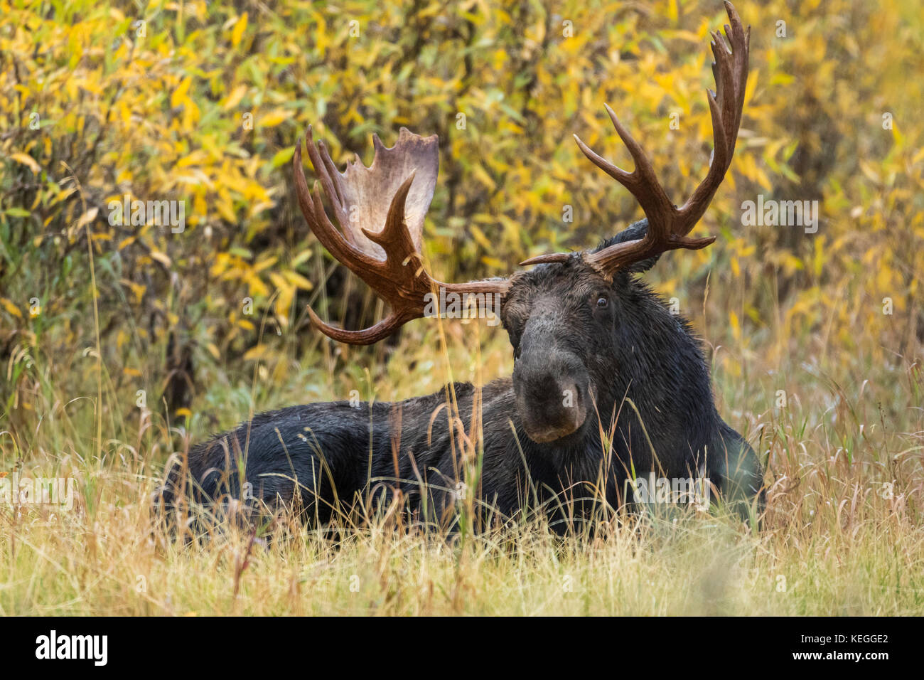 Trophy bull moose au cours de l'automne ornière dans wyoming Banque D'Images