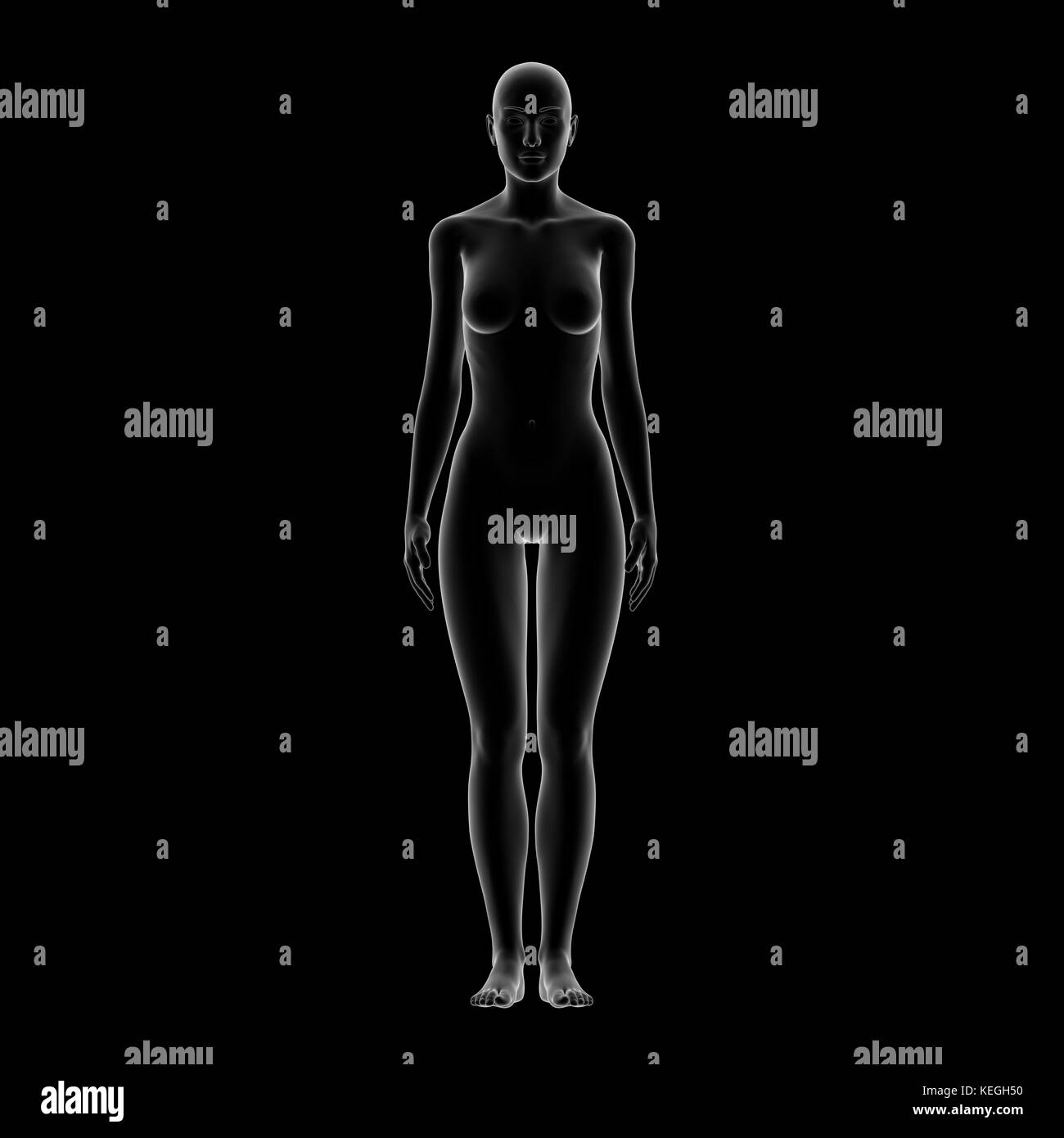 La forme du corps humain de sexe féminin Banque D'Images