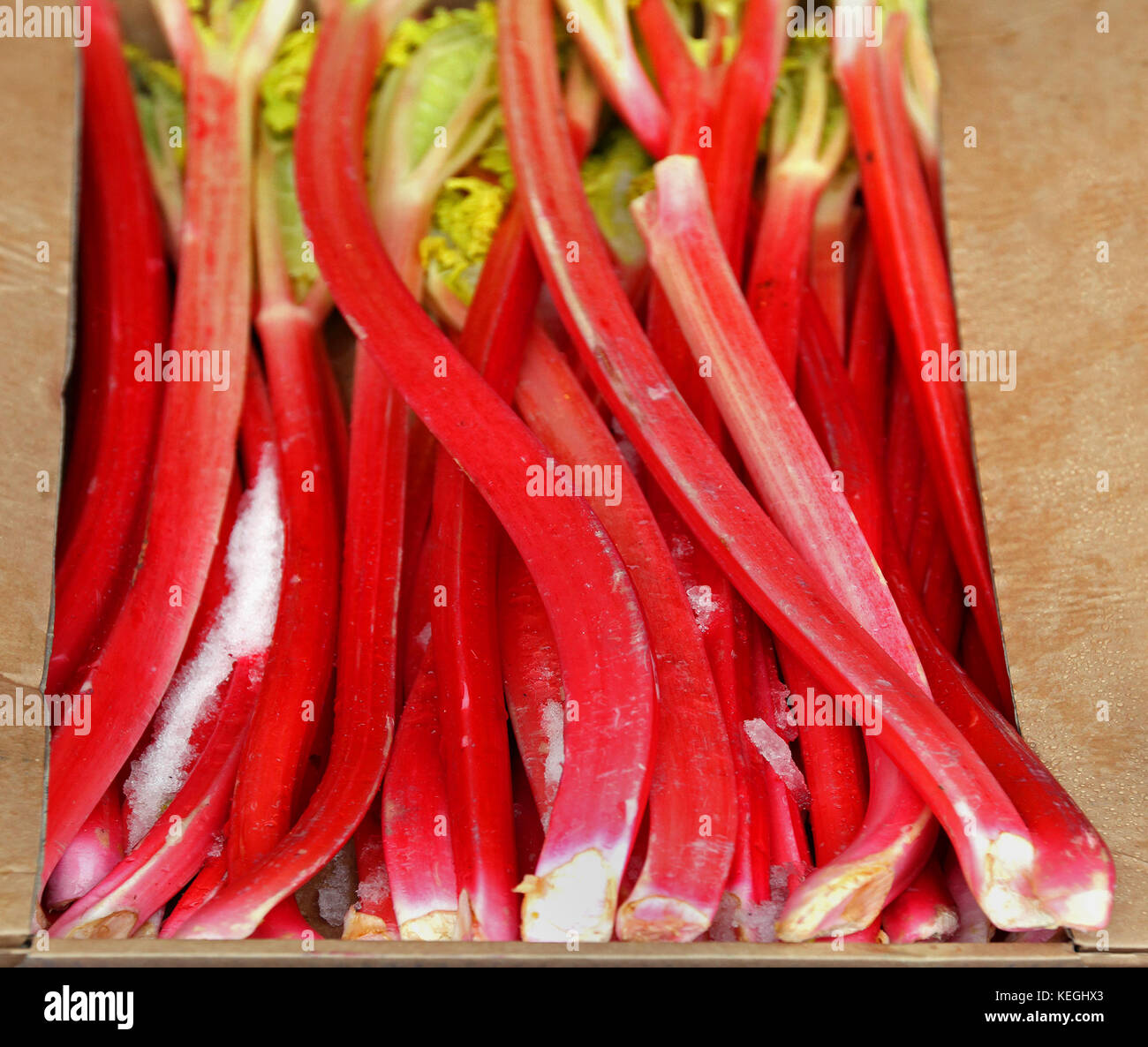 La rhubarbe fraîche bio marché de fruits vendus sur Banque D'Images