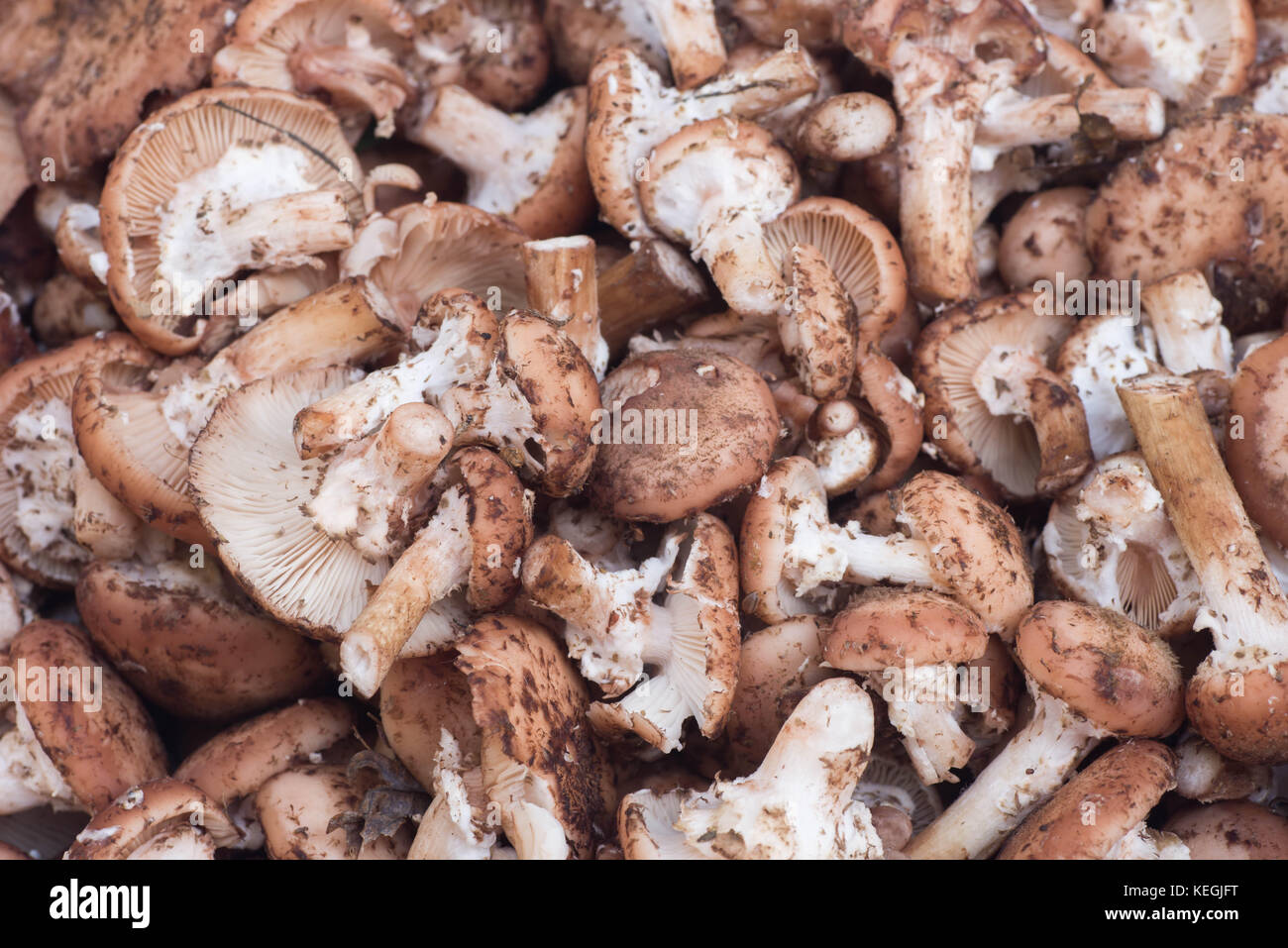 Groupe de champignons Armillaria ostoyae également connu sous le nom de l'Armillaria solidipes Banque D'Images