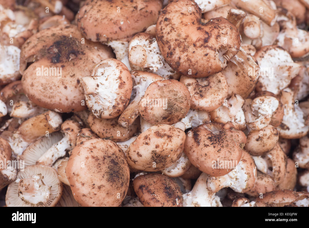Groupe de champignons Armillaria ostoyae également connu sous le nom de l'Armillaria solidipes Banque D'Images