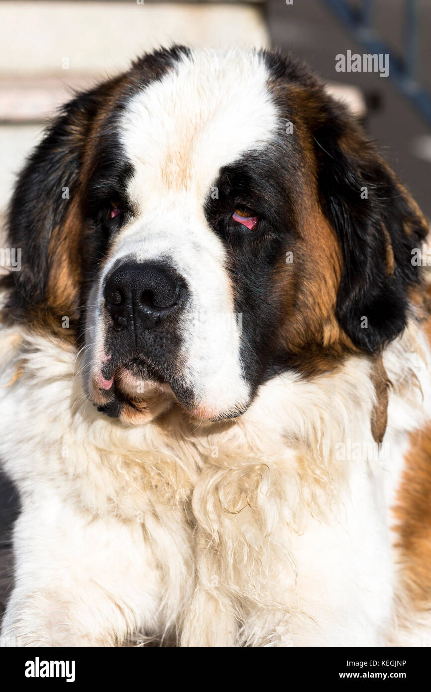 St Bernard Rescue Dog Dans Les Pyrénées Espagnoles Les