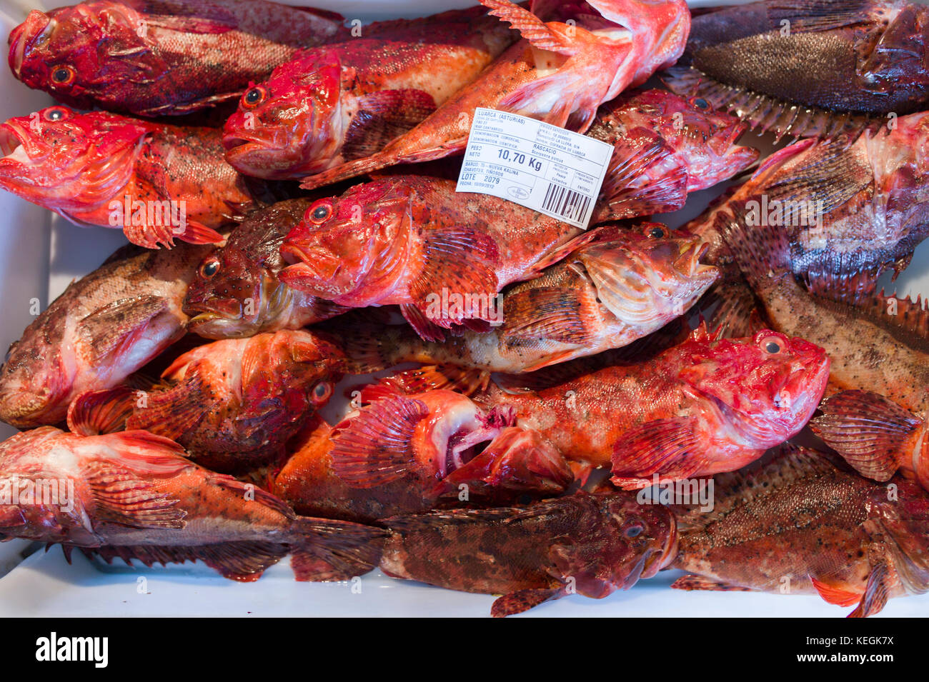 Scorpionfish - Rascacio - Scorpaena porcus, à Confradia de Pescadores de Luarca, Confédération de Luarca, pêcheurs de Puerto Luarca dans les Asturies, Spa Banque D'Images