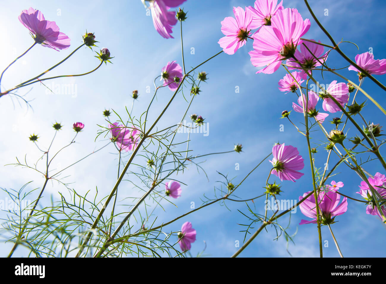 Automne cosmos against a blue sky Banque D'Images