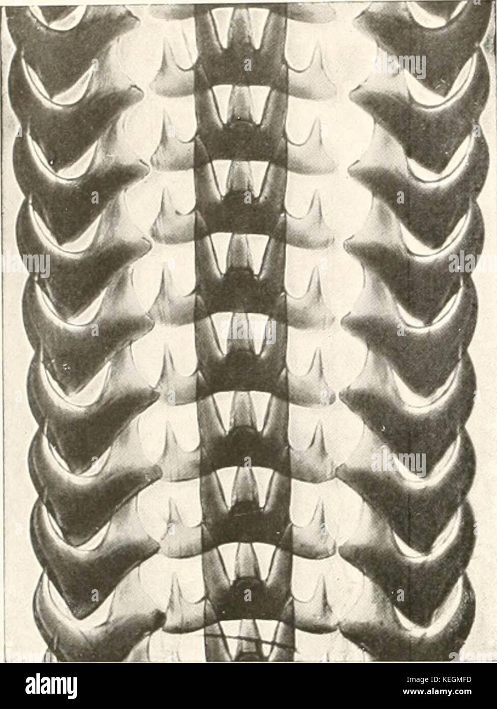 "D'autres terres d'oiseaux, reptiles, poissons, animaux et formes inférieures ;' (1917) Banque D'Images