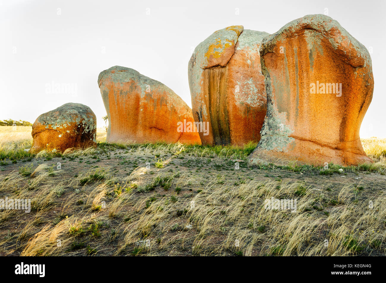 Inselbergs incroyable appelée Murphy's meules sur la péninsule d'Eyre. Banque D'Images