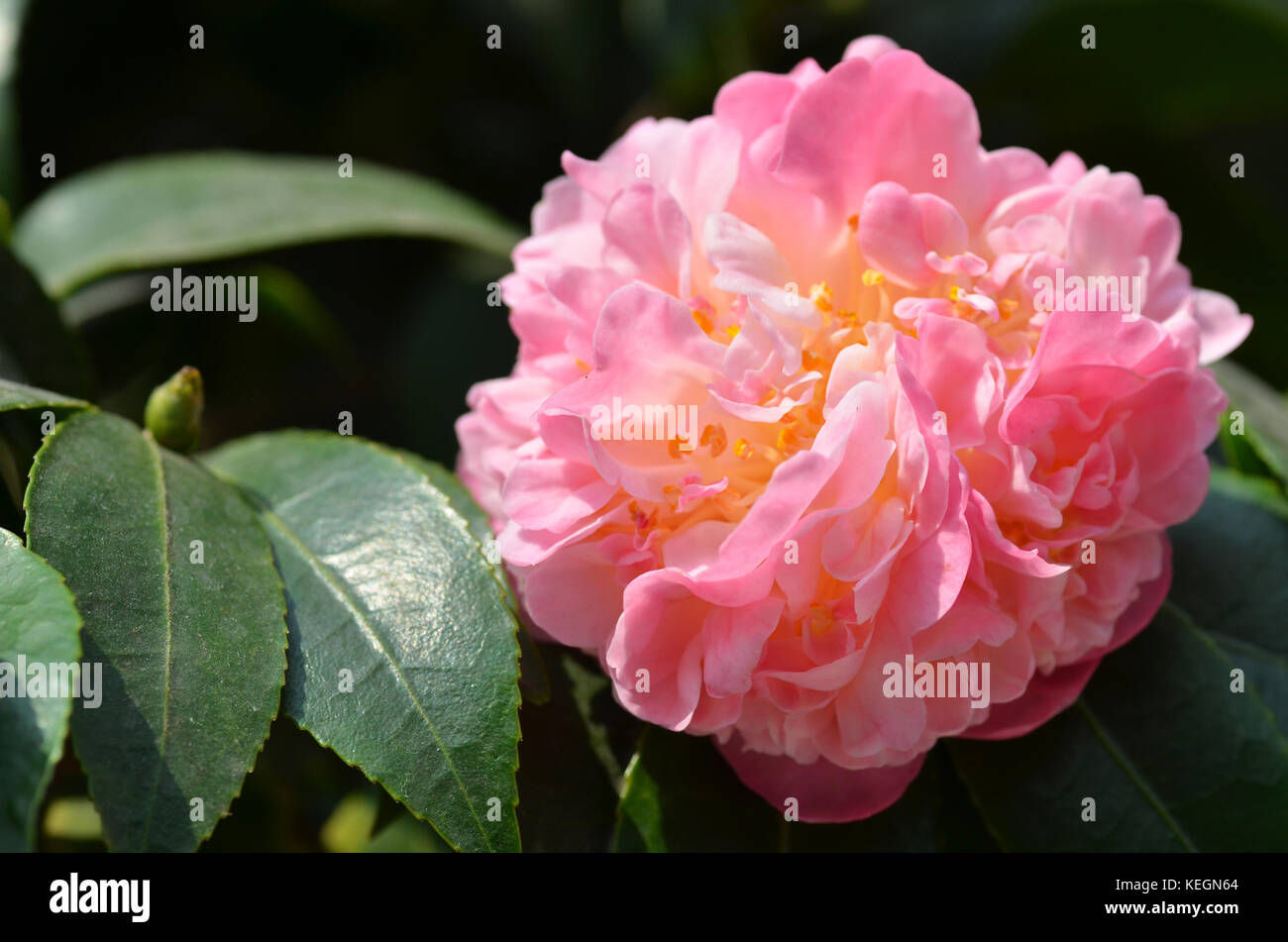 Cultivar japonais ancien rose fleur de camélia japonica appelé otome tsubaki Banque D'Images