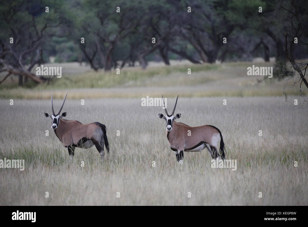 Und Gazellen Antilopen en Namibie - Parc National d'Etosha Banque D'Images
