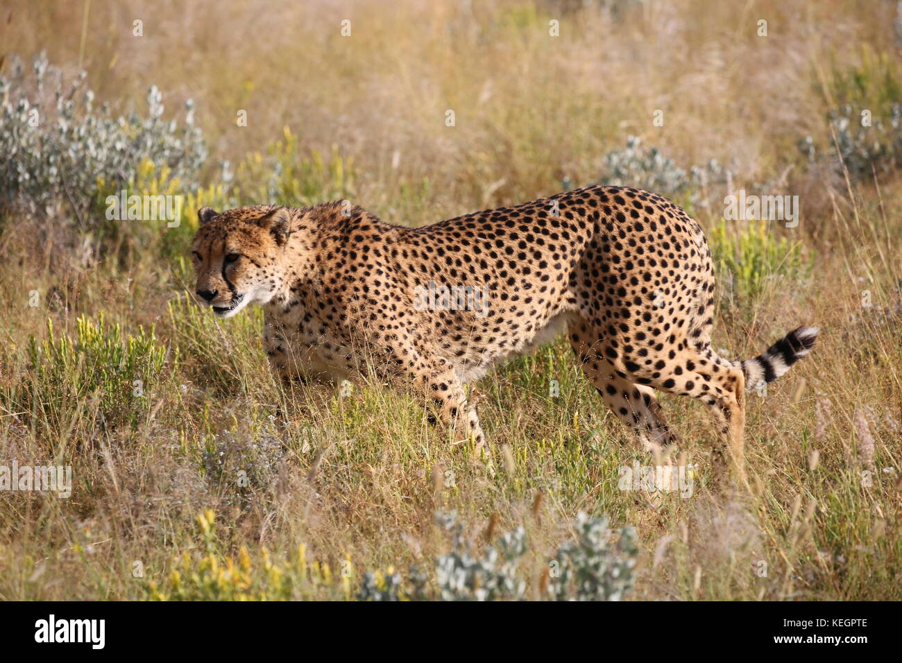 Geparde - guépards en Namibie en Steppenlandschaft auf einer safari Banque D'Images