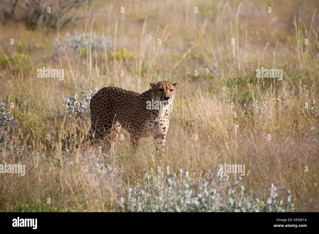 Geparde - guépards en Namibie en Steppenlandschaft auf einer safari Banque D'Images