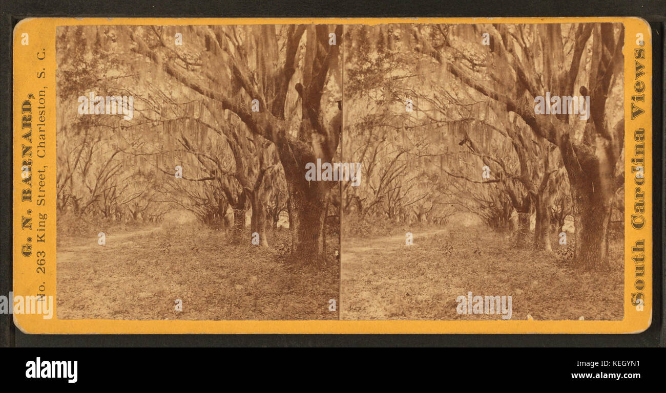 AvenueofOaks nearBeaufort,S.,C,byBarnard,GeorgeN.,1819-1902 Banque D'Images