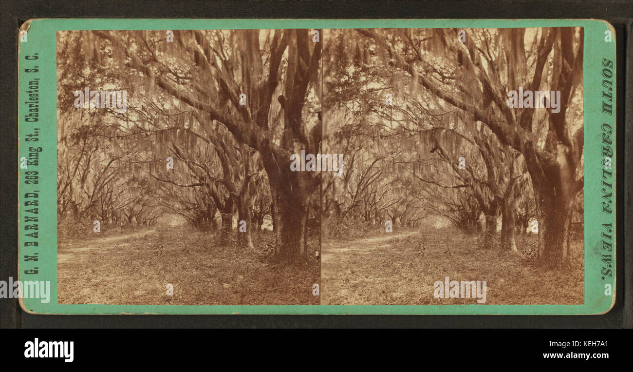 L'Avenue des chênes, près de Beaufort, S.C, par Barnard, George N., 1819 19022 Banque D'Images