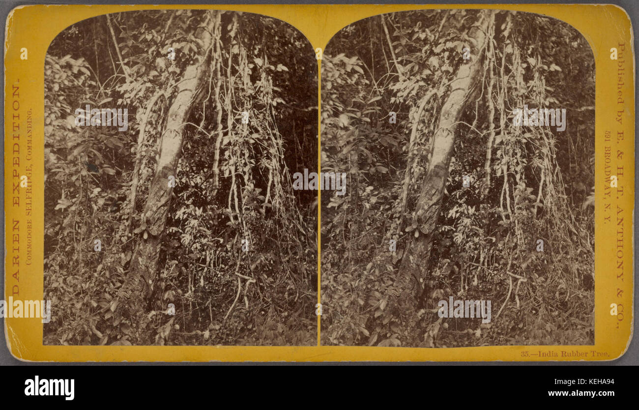 L'Inde, l'arbre à caoutchouc par E. & H.T. Anthony (Entreprise) Banque D'Images