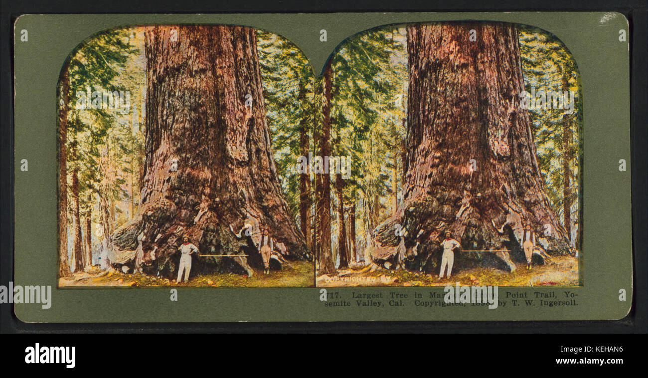 Photographie de T.W. Ingersoll montrant le plus grand arbre de Mariposa Grove le long de point Trail, situé dans la vallée de Yosemite, en Californie. Banque D'Images