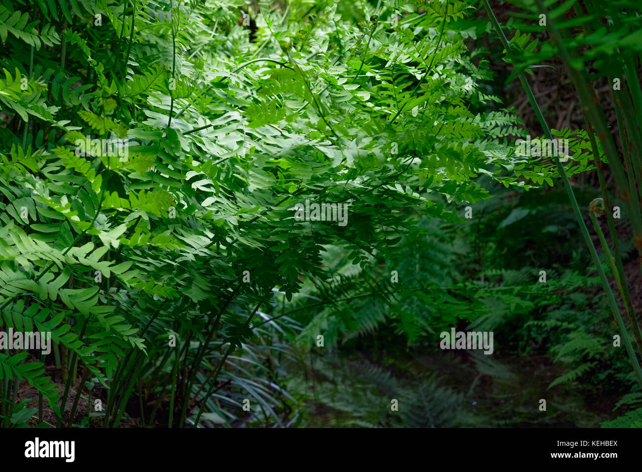 Les feuilles vertes et les plantes la création d'une atmosphère paisible dans la région de isabella plantation, un jardin boisé à Richmond Park dans le sud ouest de Londres Banque D'Images