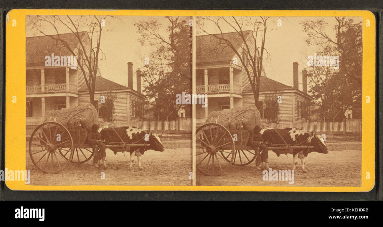 Panier de coton, à partir de Robert N. Dennis collection de vues stéréoscopiques Banque D'Images