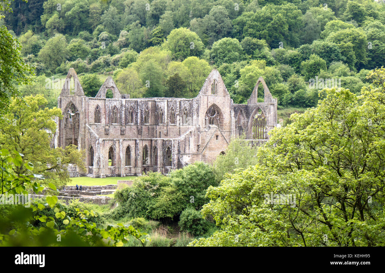 Abbaye de Tintern dans la vallée de la Wye, Monmouthshire, Wales, UK Banque D'Images