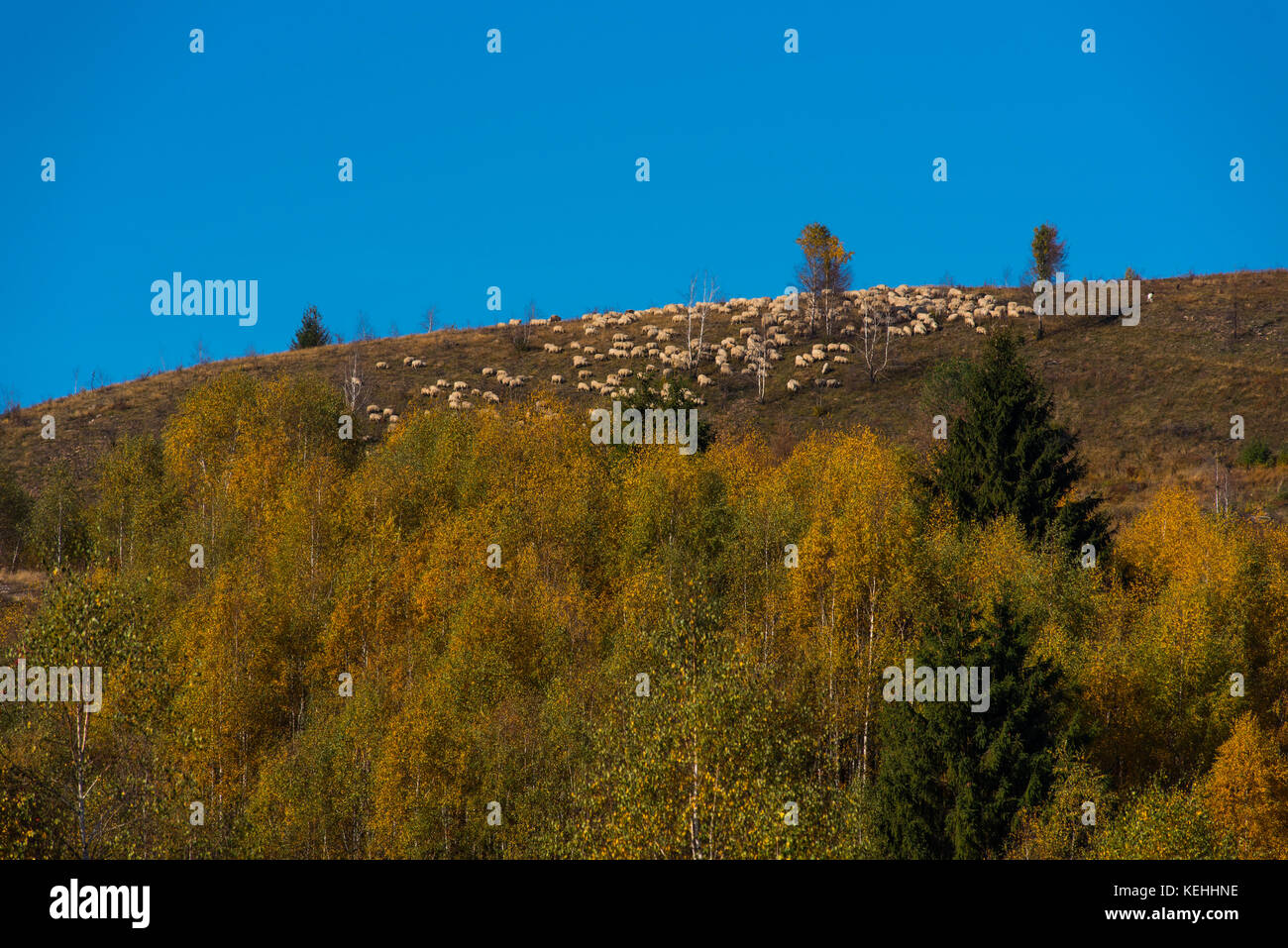 Troupeau de moutons paissant dans les montagnes à l'automne Banque D'Images