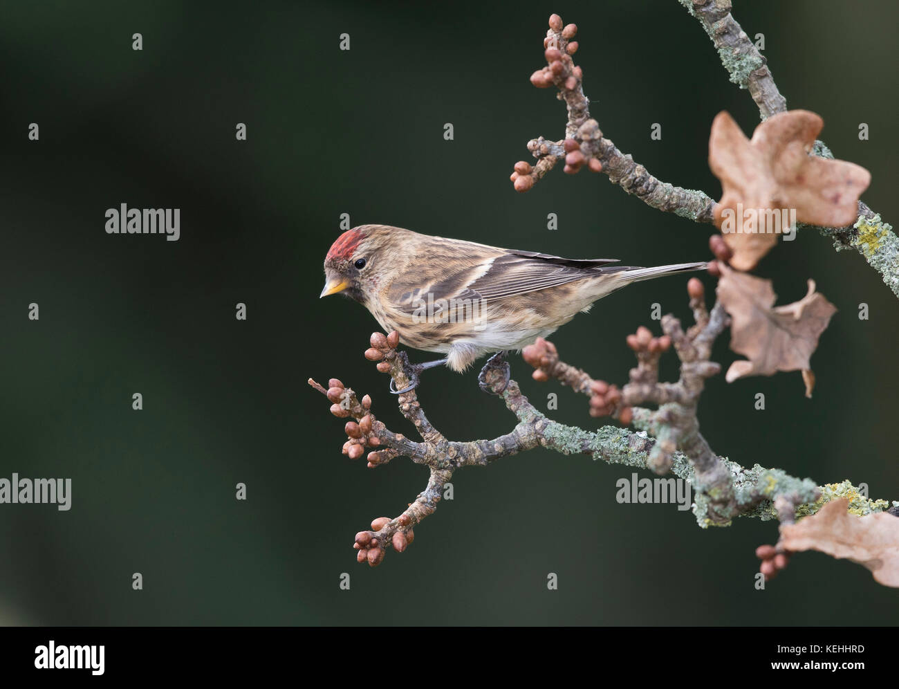 Sizerin blanchâtre qui se nourrissent de graines Banque D'Images