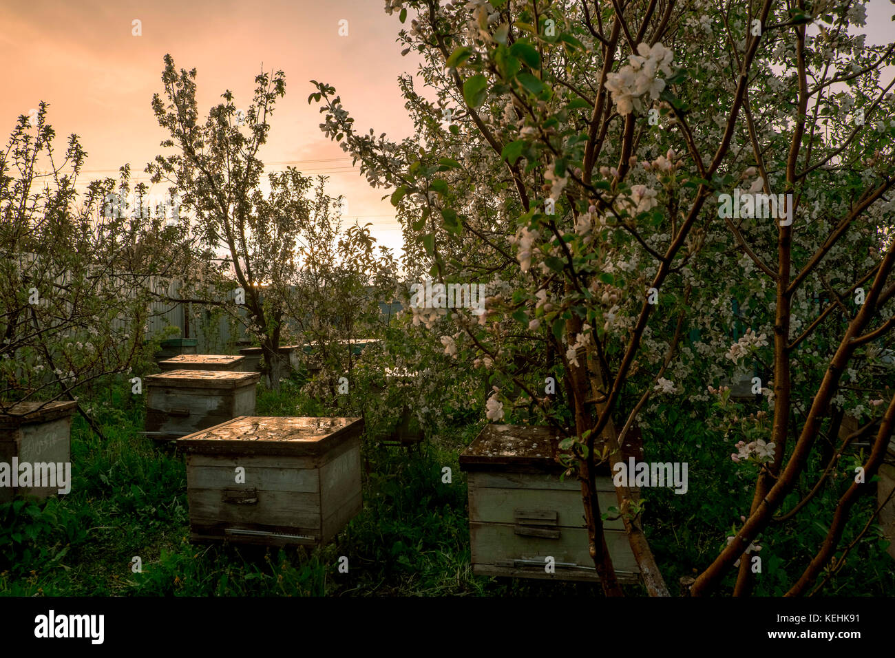 Ruches d'abeilles près des arbres en fleurs Banque D'Images