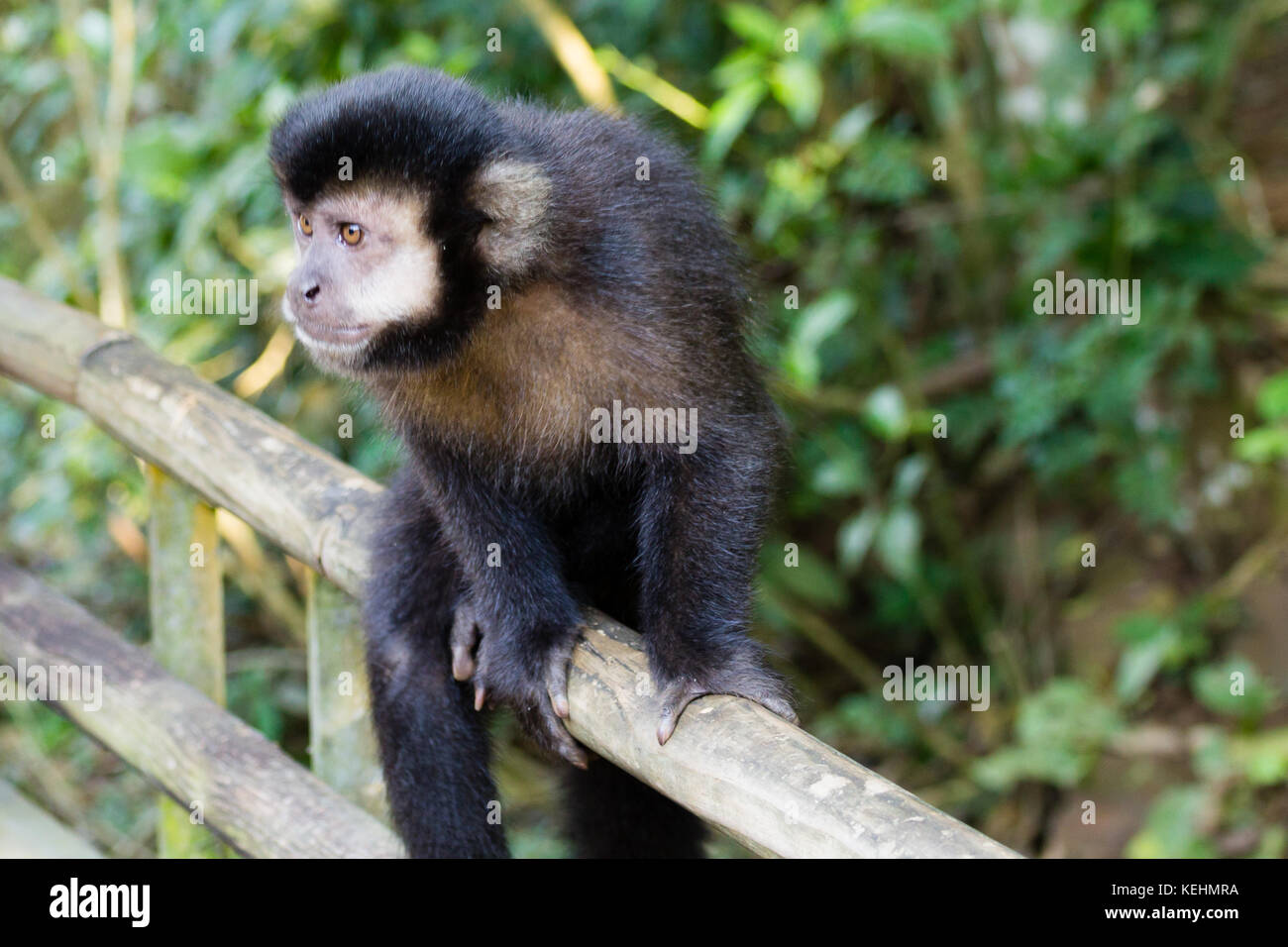 Singe capucin en touffes sur la nature du Pantanal, Brésil.. la faune brésilienne apella sapajus Banque D'Images