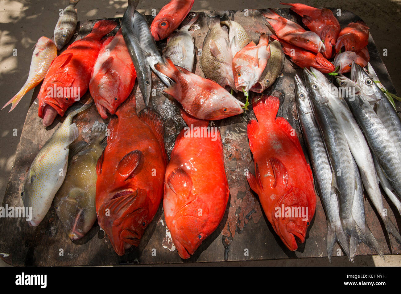 Les Seychelles, Mahe, Sir Selwyn Selwyn-Clarke Market, de poissons, de décrochage et de poissons de récif Barracuda chevron à vendre Banque D'Images