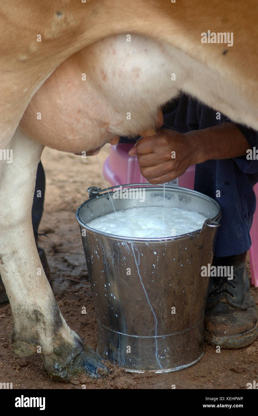 Vaches Jersey être traite à la main dans une laiterie en Inde Banque D'Images