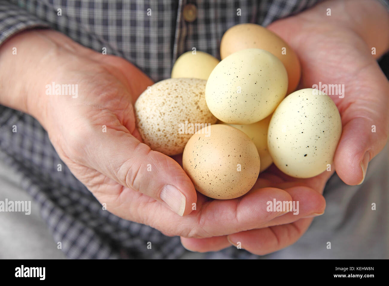 Un homme détient plusieurs œufs tachetés dans les deux mains. Banque D'Images