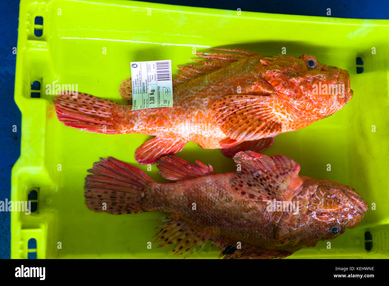 Local atlantic fish Banque de photographies et d'images à haute résolution  - Alamy