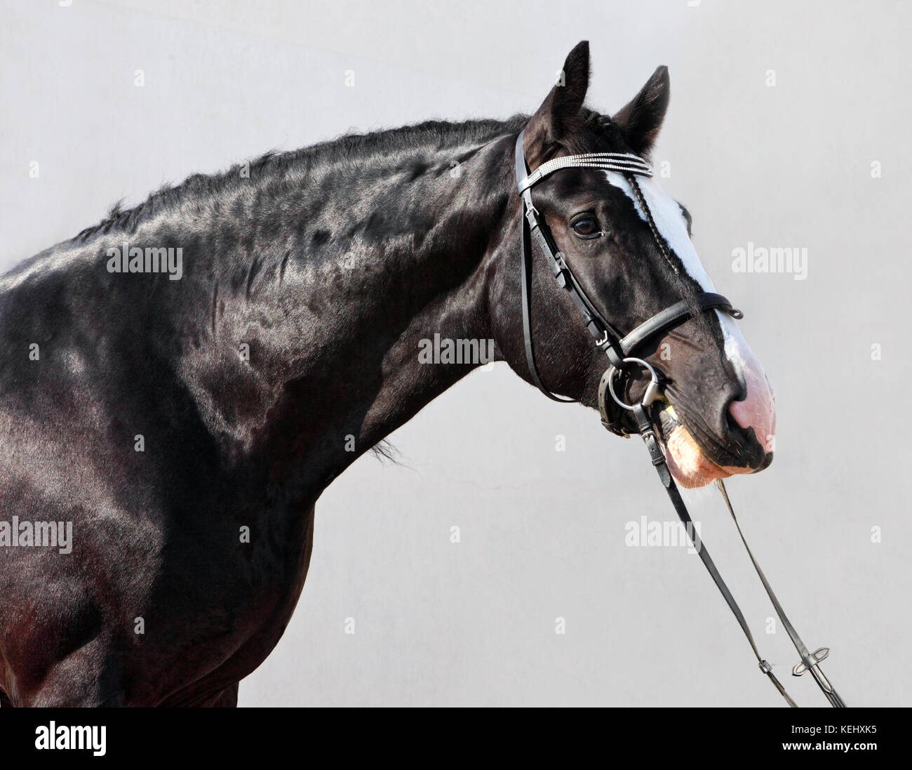 Shire Horse sont préparés pour l'agriculture Banque D'Images