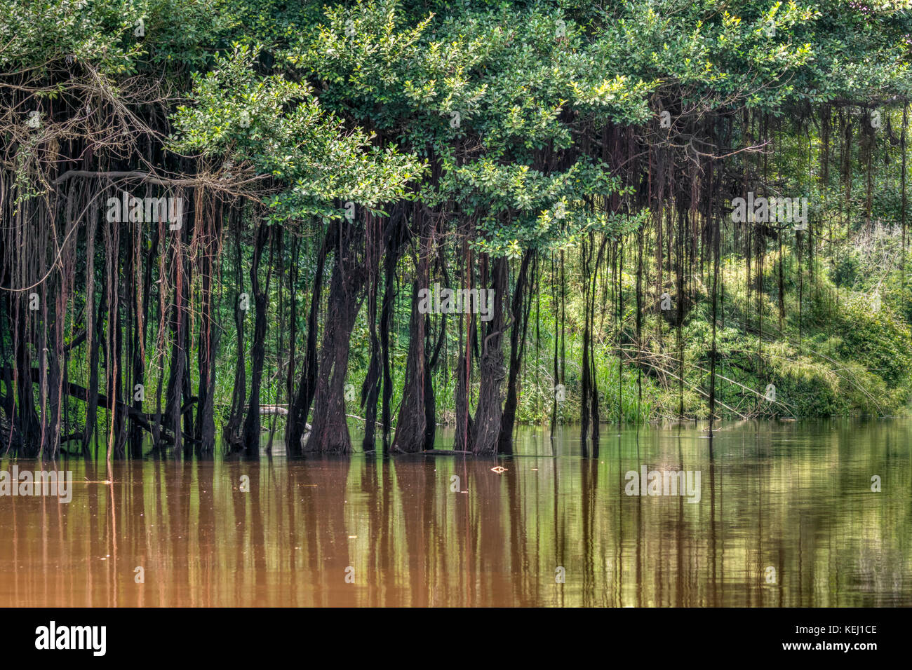 Forêt amazonienne avec des racines aériennes suspendues à des arbres, Réserve nationale de Pacaya Samiria, Reise Eco River, Pérou Banque D'Images