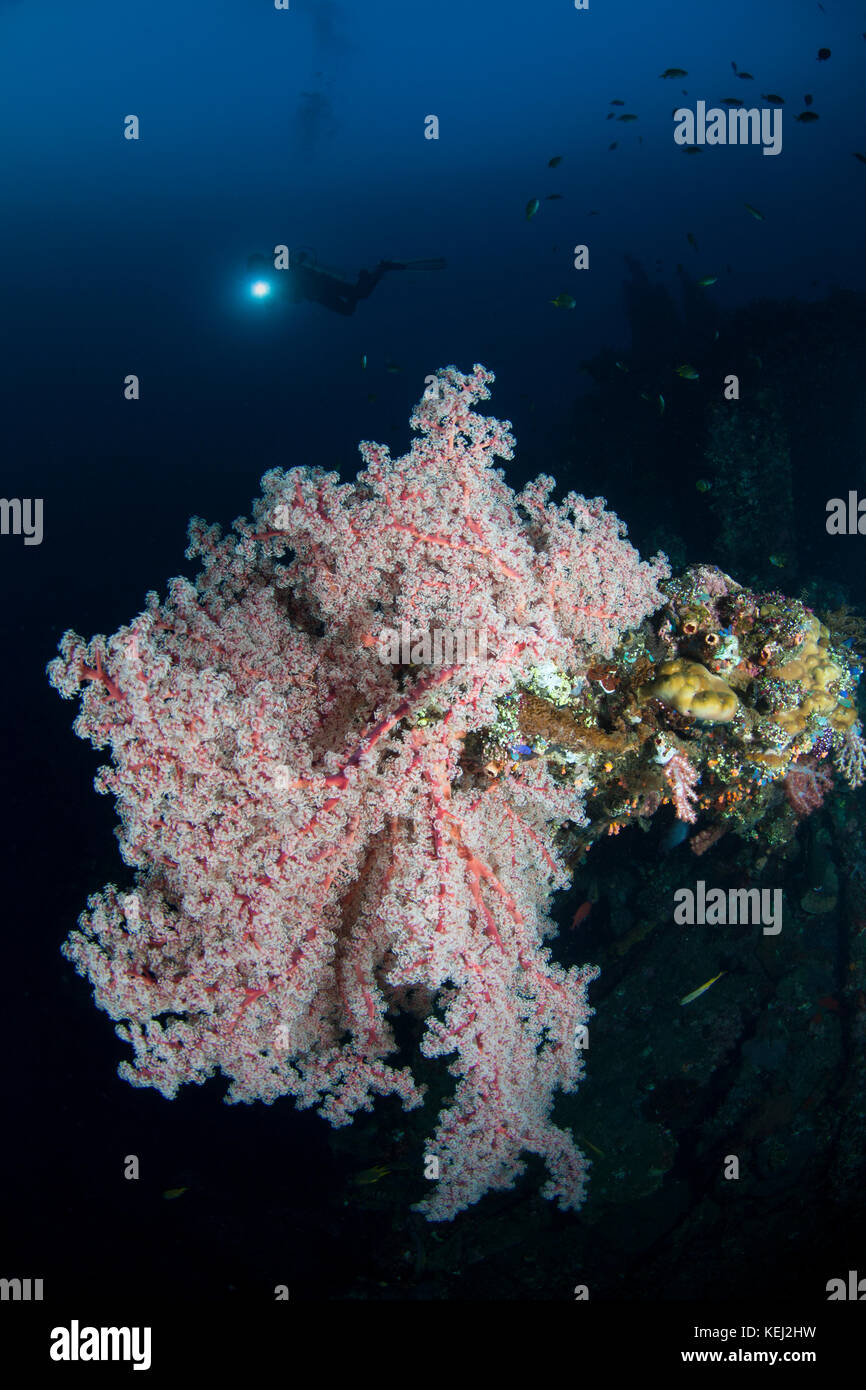 Gorgonia et diver silhouette dans l'usat liberty amed bali Banque D'Images