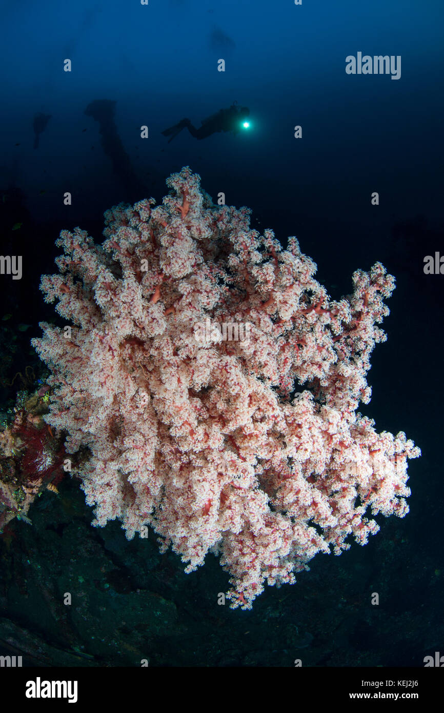 Gorgonia et diver silhouette dans l'usat liberty amed bali Banque D'Images