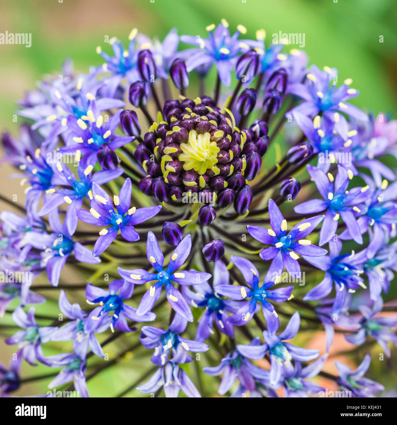 Un plan macro sur les fleurs bleu de Scilla peruviana. Banque D'Images