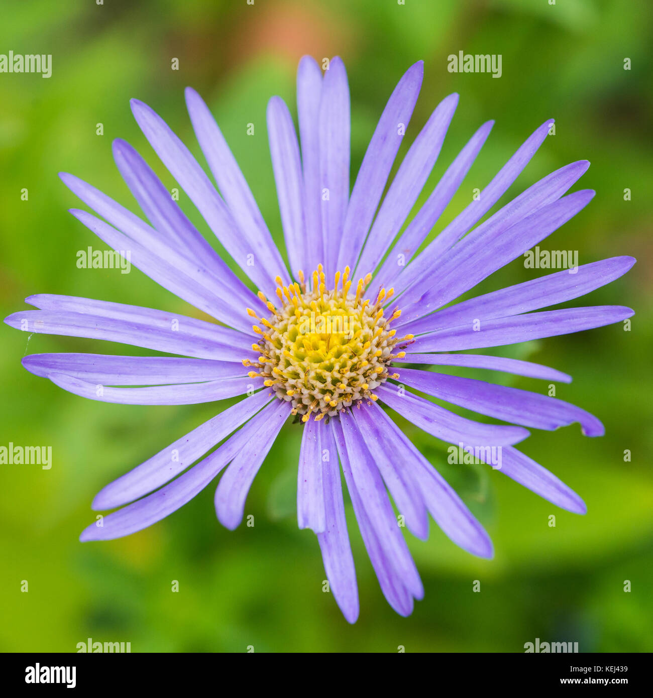Un plan macro sur une fleur bleu michaelmas daisy. Banque D'Images
