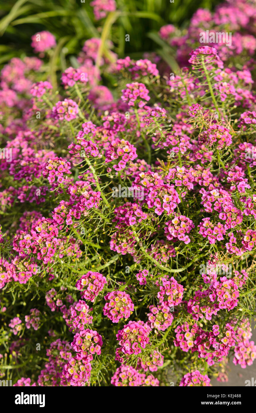 Lobularia maritima (alyssum doux 'flux' framboise) Banque D'Images