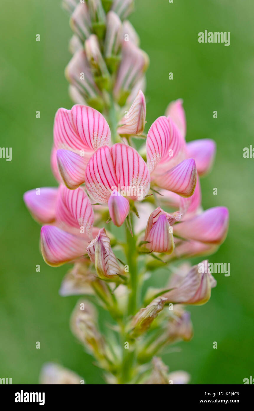 Le lupin (Lupinus) Banque D'Images