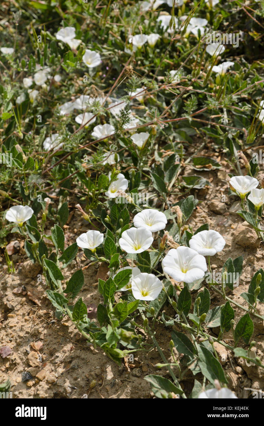 Le liseron des champs (Convolvulus arvensis) Banque D'Images