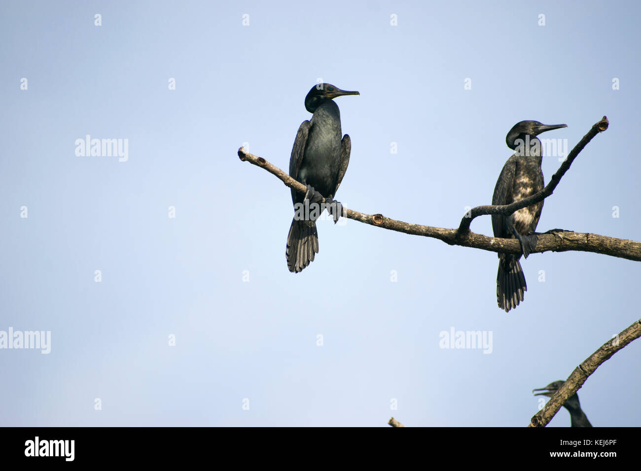 Troupeau Groupe d'oiseaux d'eau oiseaux plongeurs cormorant assis sur les branches d'arbre se lissant les plumes sous ciel bleu noir au repos de chasse Banque D'Images