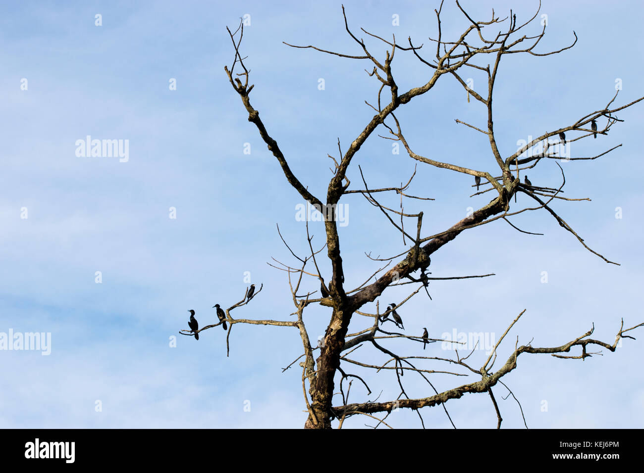Troupeau Groupe d'oiseaux d'eau oiseaux plongeurs cormorant assis sur les branches d'arbre se lissant les plumes sous ciel bleu noir au repos de chasse Banque D'Images