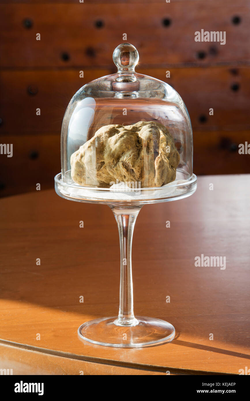La truffe blanche magnifique en cloche de verre avec piédestal, sur une table en bois, de l'alba langhe dans le Piémont en Italie. Banque D'Images