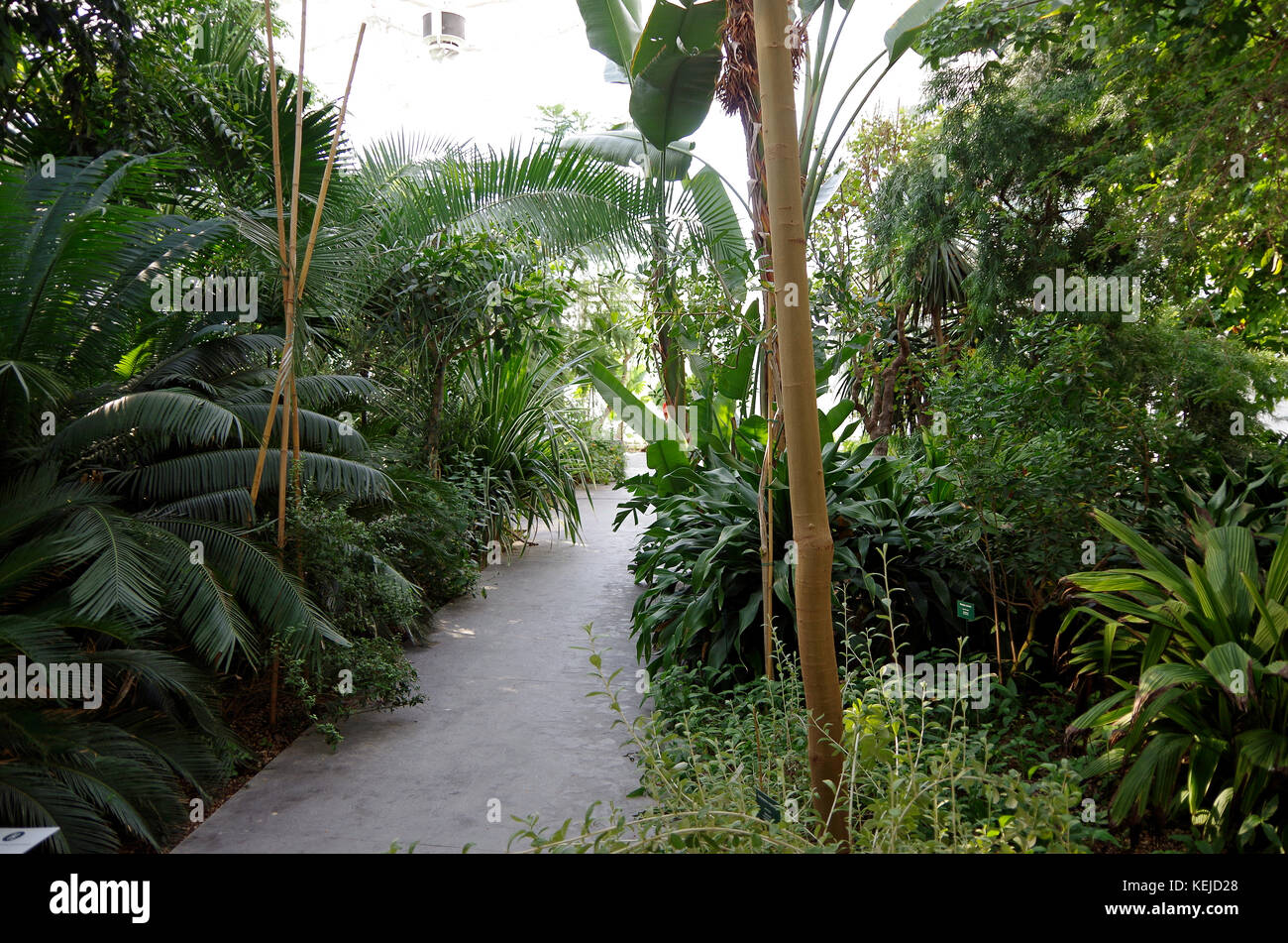 Orto Botanico di Padova, jardin botanique de Padoue, la plus ancienne, à Padoue, Italie, intérieur de sub-humides d'Asie et d'Afrique zone Banque D'Images