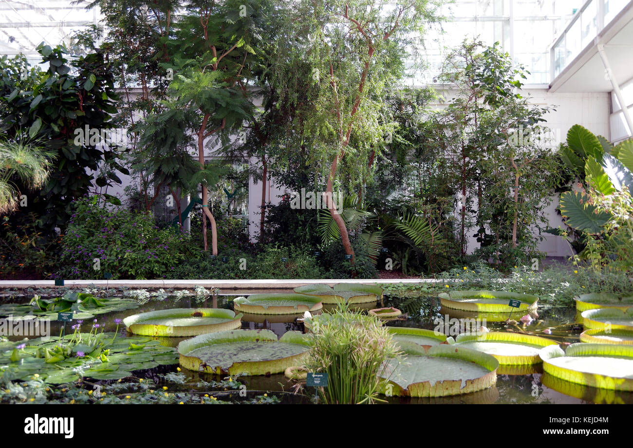 Orto Botanico di Padova, jardin botanique de Padoue, la plus ancienne, en Italie, Padu, intérieur de sub-humides de l'Asie tropicale et Afrique zone Banque D'Images