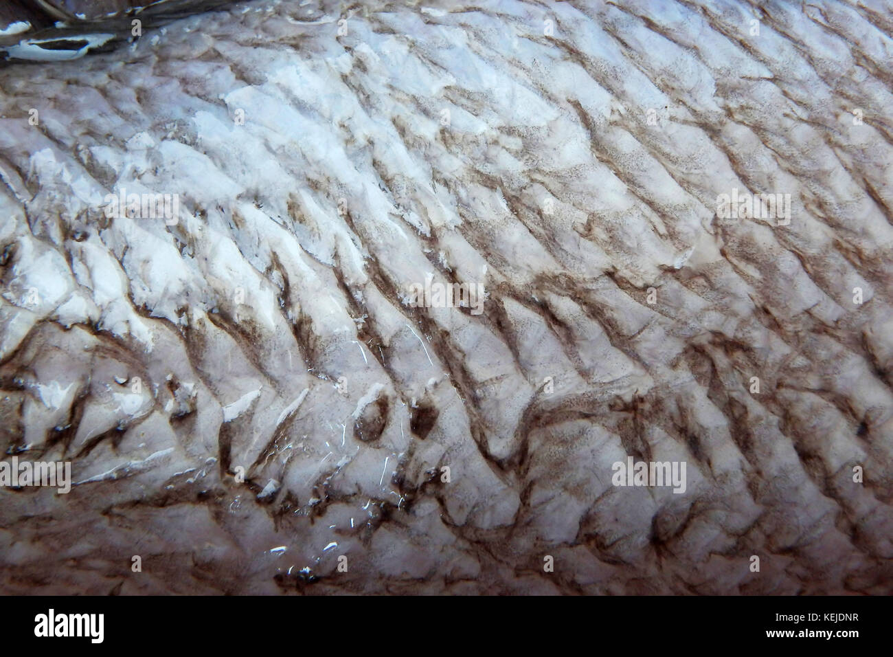 écailles de poisson se bouchent Banque de photographies et d’images à haute résolution Alamy