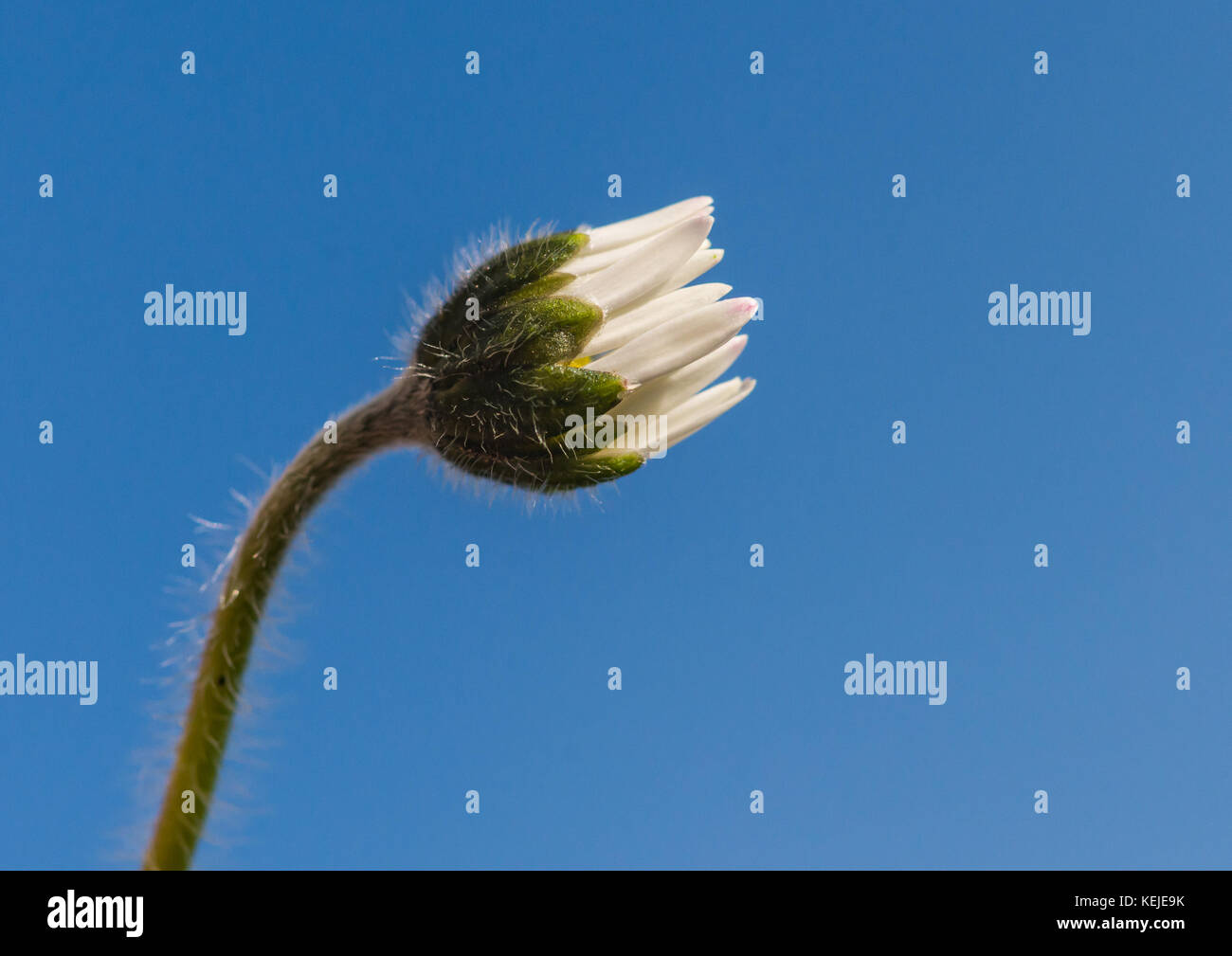 Un plan macro sur une pelouse daisy contre un ciel bleu. Banque D'Images