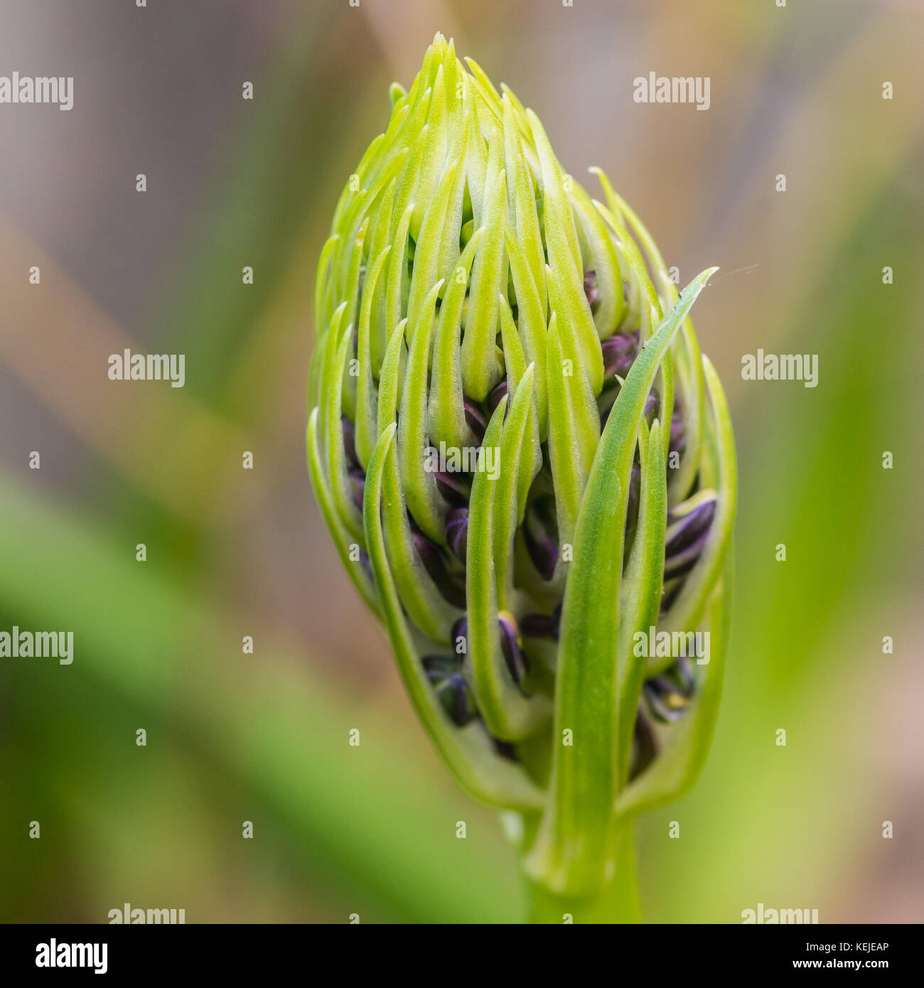 Un plan macro sur le bouton floral qui sortent d'une usine de squill portugais. Banque D'Images