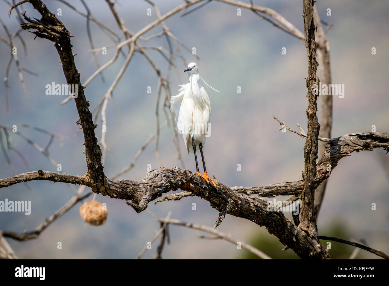 L'aigrette garzette debout sur une branche dans le Pilanesberg National Park, Afrique du Sud. Banque D'Images